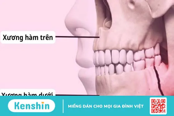 Xương hàm: Cấu tạo, chức năng và một số bệnh lý liên quan 3