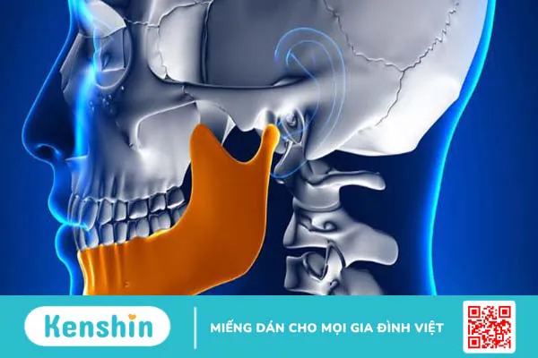 Xương hàm dưới: Giải phẫu, chức năng và một số bệnh liên quan