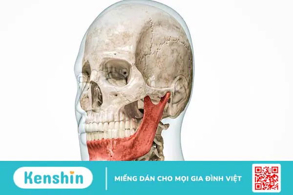 Xương hàm dưới: Giải phẫu, chức năng và một số bệnh liên quan