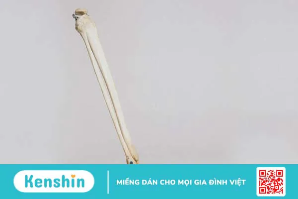 Xương mác là gì? Chức năng và các vấn đề liên quan đến xương mác 1