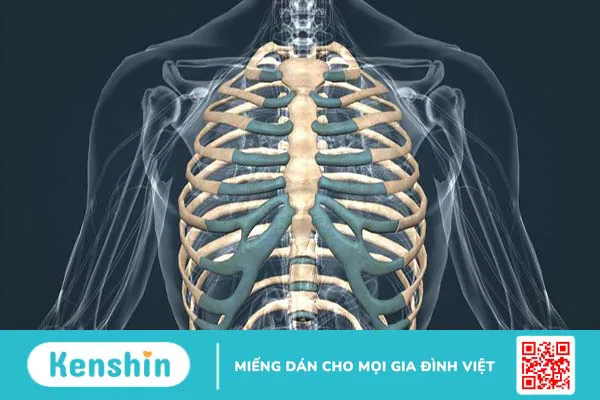 Xương sườn: Vị trí, cấu tạo, chức năng và một số bệnh lý thường gặp