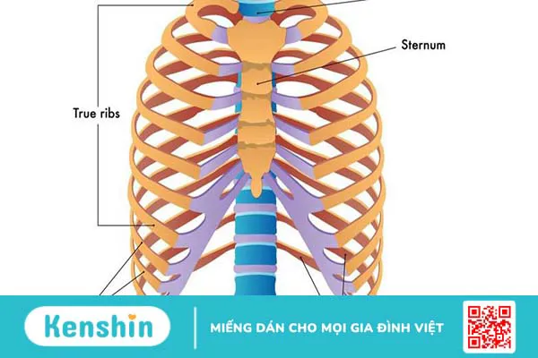 Xương sườn: Vị trí, cấu tạo, chức năng và một số bệnh lý thường gặp