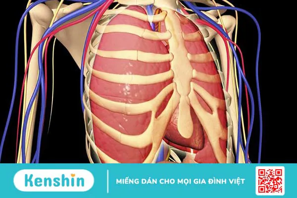 Xương sườn: Vị trí, cấu tạo, chức năng và một số bệnh lý thường gặp