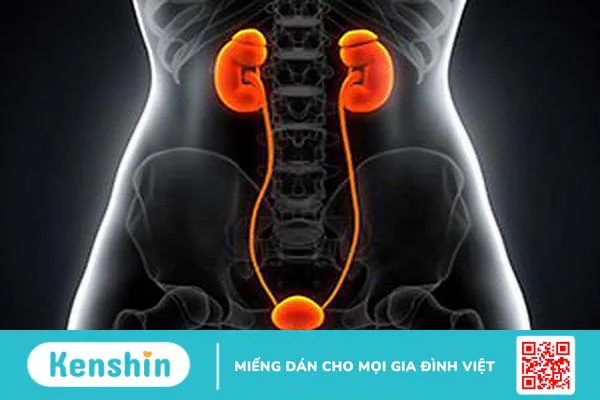 Ý nghĩa các chỉ số xét nghiệm suy thận