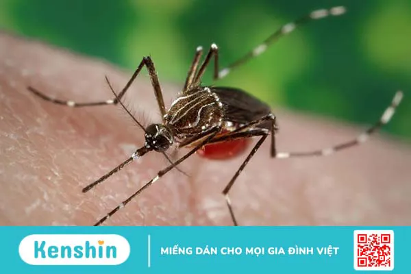 Yellow fever là gì? Triệu chứng và nguyên nhân gây bệnh